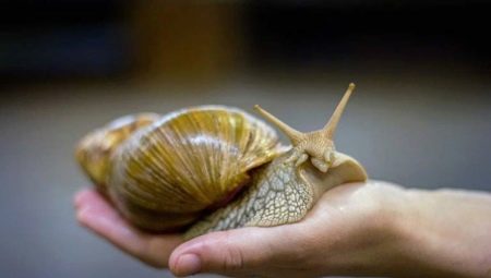 Overview of the largest snails in the world