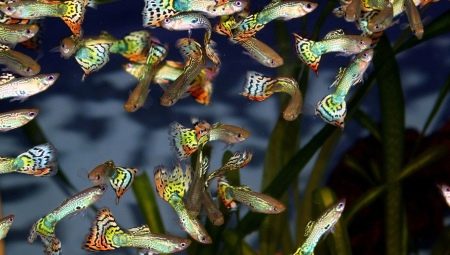 Guppy species overview