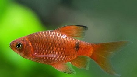 Ohnivý barbus: popis, typy, obsah a chov