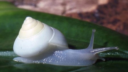 Description and content of achatin albino