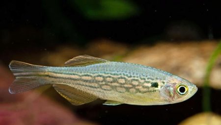 The basic rules of breeding zebrafish