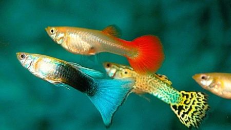 Guppy breeding features