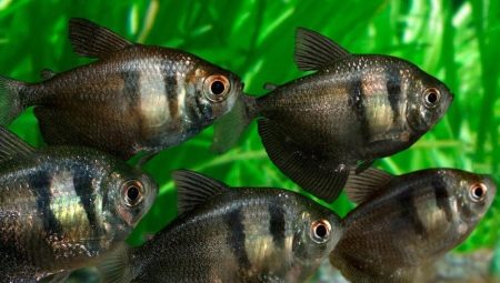 Indeholder avl torner