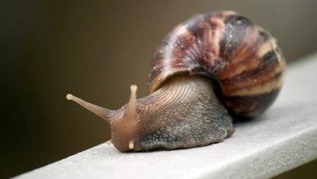 Features of keeping snails at home and caring for them