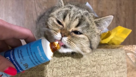 Cat hair removal paste: choice and secrets of use