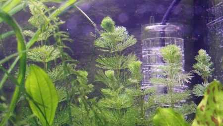 Hydrogen peroxide for an aquarium: dosage and application