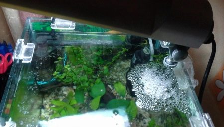 The film on the surface of the water in the aquarium: the causes of formation and methods of disposal