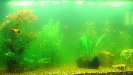 Why does water bloom in the aquarium and how to deal with it?
