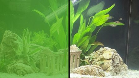 Why does the water in the aquarium turn green and how to deal with it?
