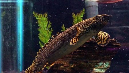 Polytherus: features, varieties and keeping fish