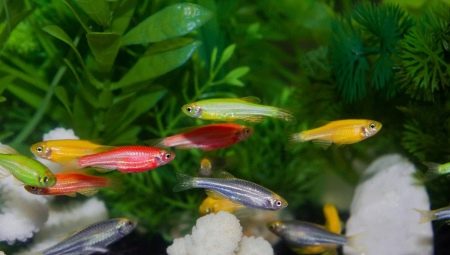 Striped aquarium fish: types and features