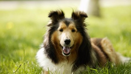 Breeds of the healthiest dogs: a review and selection tips