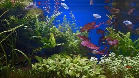 Freshwater aquarium and its inhabitants
