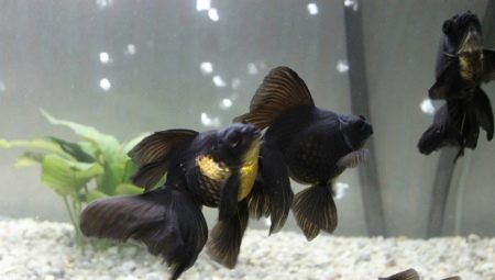 Variety of black aquarium fish