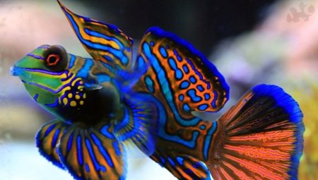Mandarin fish: description, care and breeding