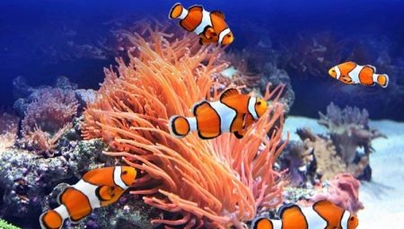 Clownfische: Sorten und Regeln für die Aufbewahrung im Aquarium