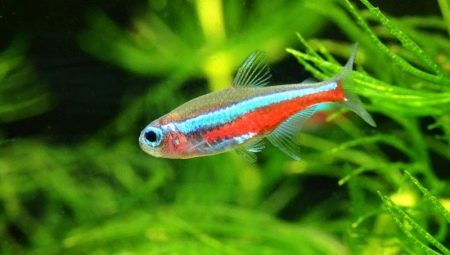 Neon fish: varieties, selection, care and breeding
