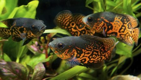 Who does astronotus get along with in an aquarium?