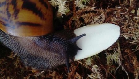 Sepia for snails: how does it look and how to feed them?