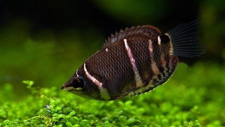 Chocolate gourami: description, care, reproduction