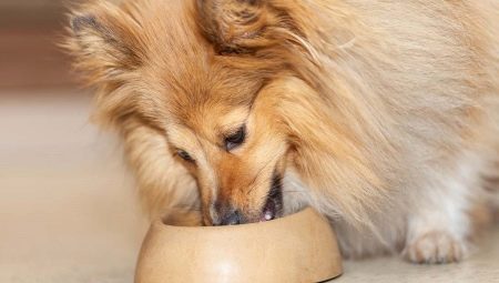How much feed per day should dogs be given?