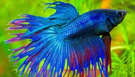 How many years does the rooster fish live and how to prolong its existence?