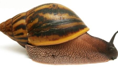 How many years have Achatina snails lived and on what does it depend?