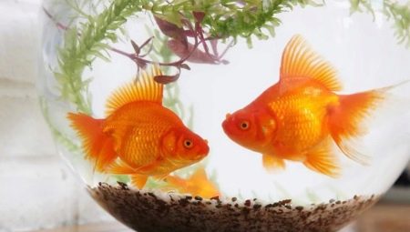 Goldfish maintenance and care