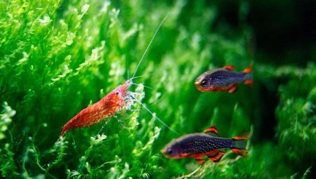 Aquarium shrimp compatibility
