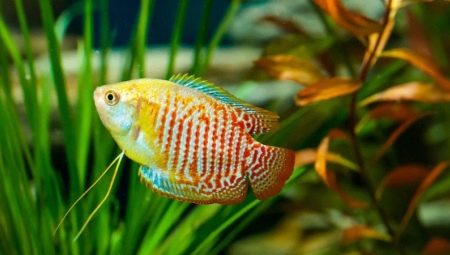 Compatibility of laliuses with other fish