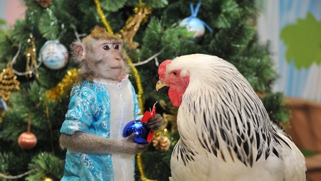 Compatibilitat dels galls i els micos en l'amistat, el treball i l'amor