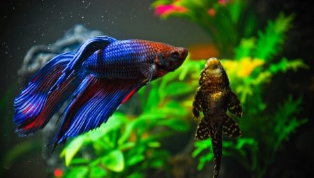 Compatible cockerel with other fish