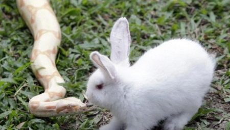 Snake and Rabbit Compatibility