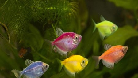 Terence Glofish: keeping, breeding and care