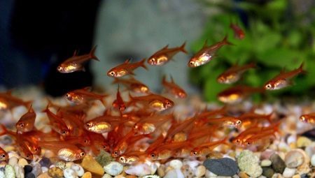 Tetra amanda: keeping, care and breeding