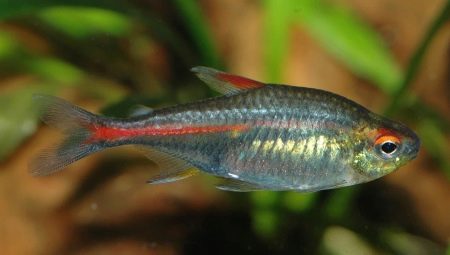 Tetra: description, types and contents of aquarium fish