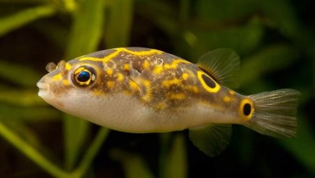 Tetradones (tetraodones): tipus i recomanacions de contingut