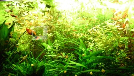 Fertilizers for aquarium plants: types and applications