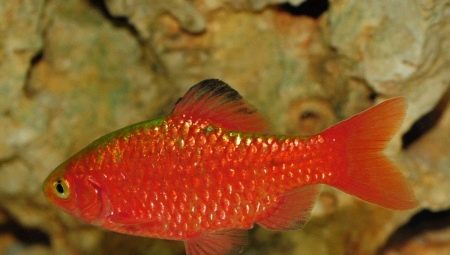 Care and maintenance of barbs