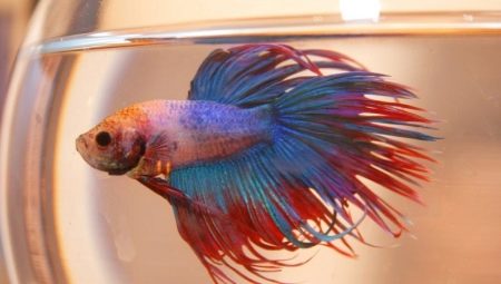 Care and maintenance of the cockerel fish in a mini aquarium