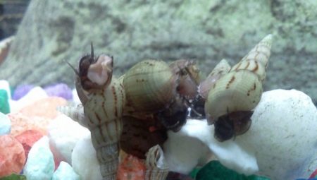 Snail melania: varieties, selection, care, breeding