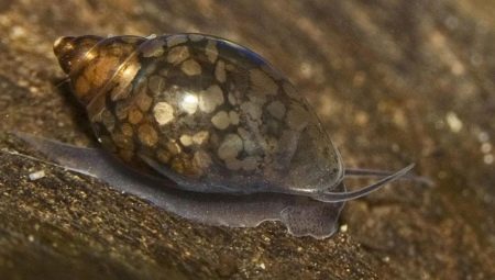 Snails theodoxus: description, rules of keeping and breeding