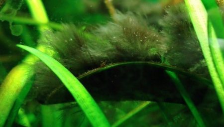 Vietnamese in an aquarium: what is it and how to get rid of it?