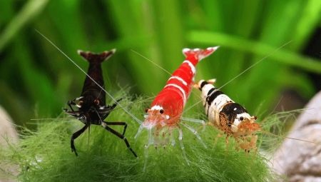 Types of aquarium shrimp: compatibility and selection recommendations