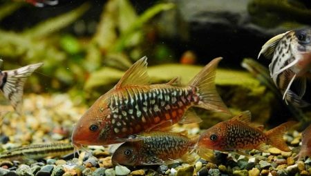 Types of catfish corridor