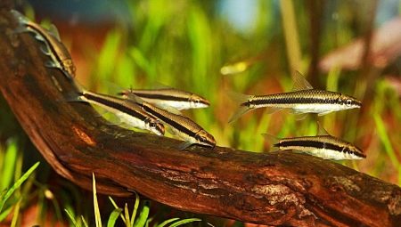 Algae eaters: species of fish, compatibility and content