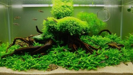 Everything for the aquarium: from equipment to decor