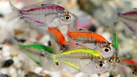 All About Aquarium Fish