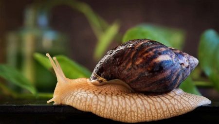 All about snails Achatina: features, species, cultivation and interesting facts