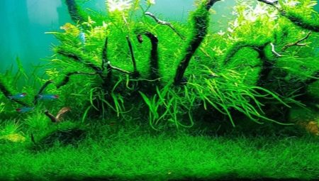 Javanese moss in an aquarium: how to grow and fix?